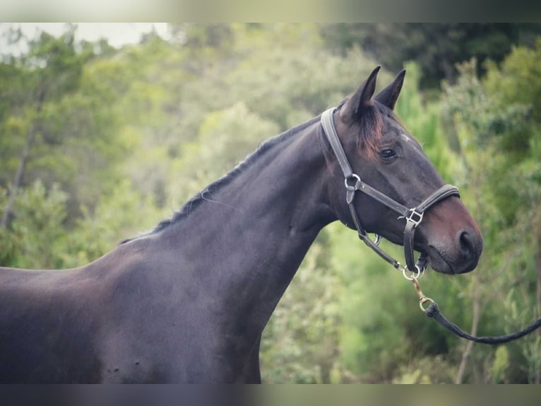 Selle Français Merrie 2 Jaar 165 cm Donkerbruin in Mornas