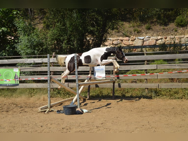 Selle Français Merrie 2 Jaar 168 cm Gevlekt-paard in Herepian