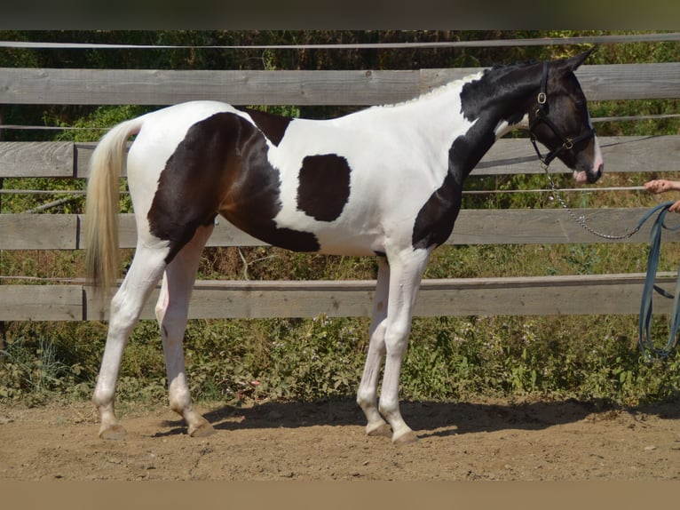 Selle Français Merrie 2 Jaar 168 cm Gevlekt-paard in Herepian