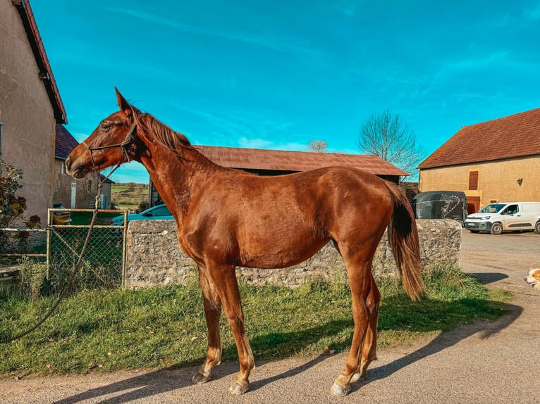 Selle Français Merrie 2 Jaar 170 cm Vos in Volesvres
