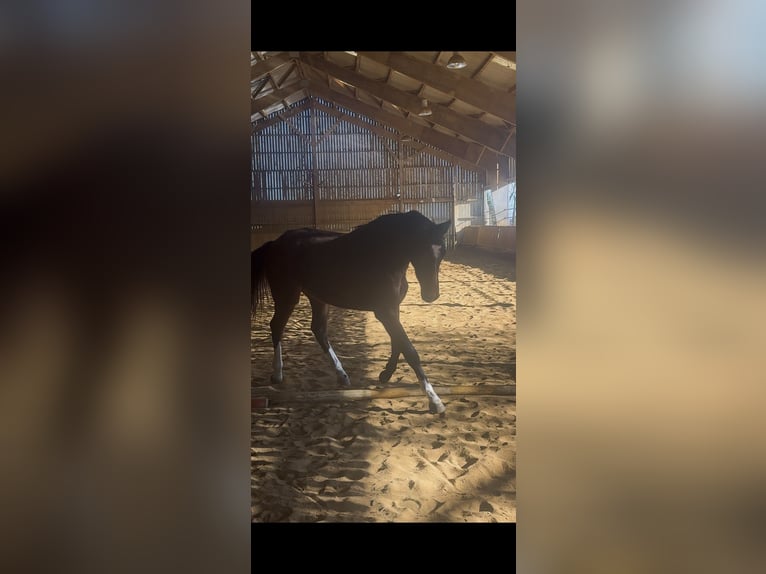 Selle Français Merrie 2 Jaar Donkerbruin in Tours