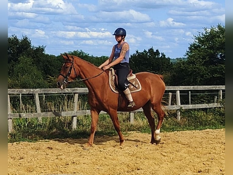 Selle Français Merrie 3 Jaar 159 cm Vos in Luchapt