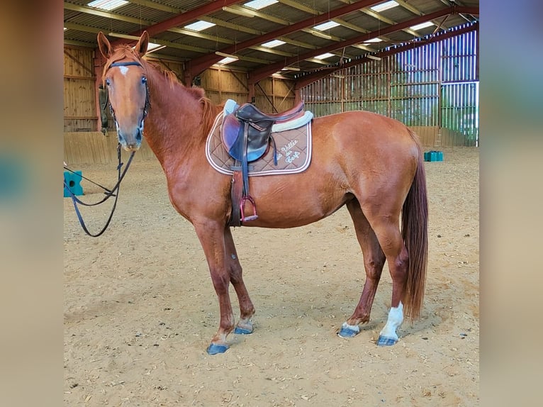 Selle Français Merrie 3 Jaar 159 cm Vos in Luchapt