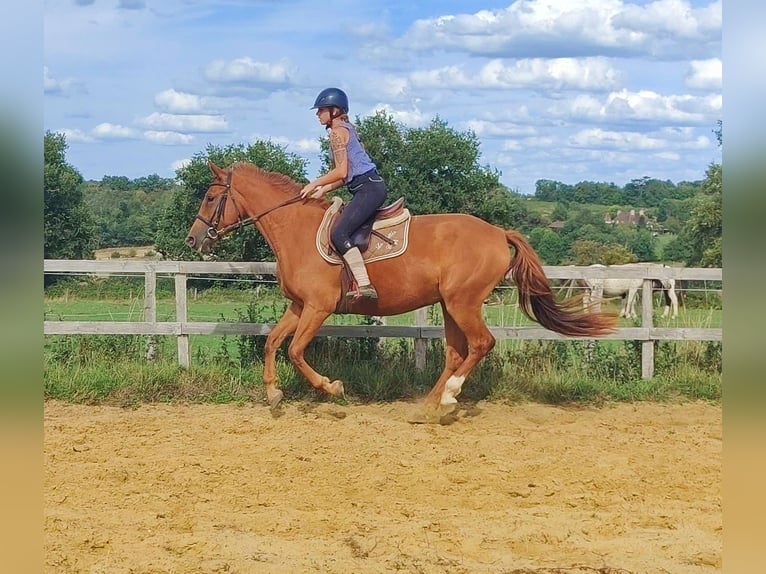 Selle Français Merrie 3 Jaar 159 cm Vos in Luchapt