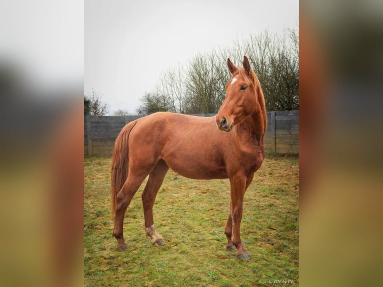 Selle Français Merrie 3 Jaar 159 cm Vos in Luchapt