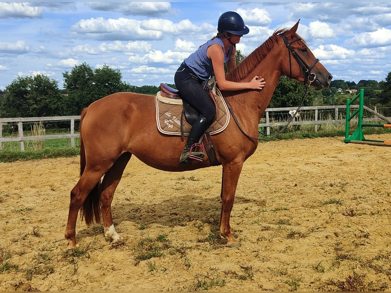 Selle Français Merrie 3 Jaar 159 cm Vos in Luchapt
