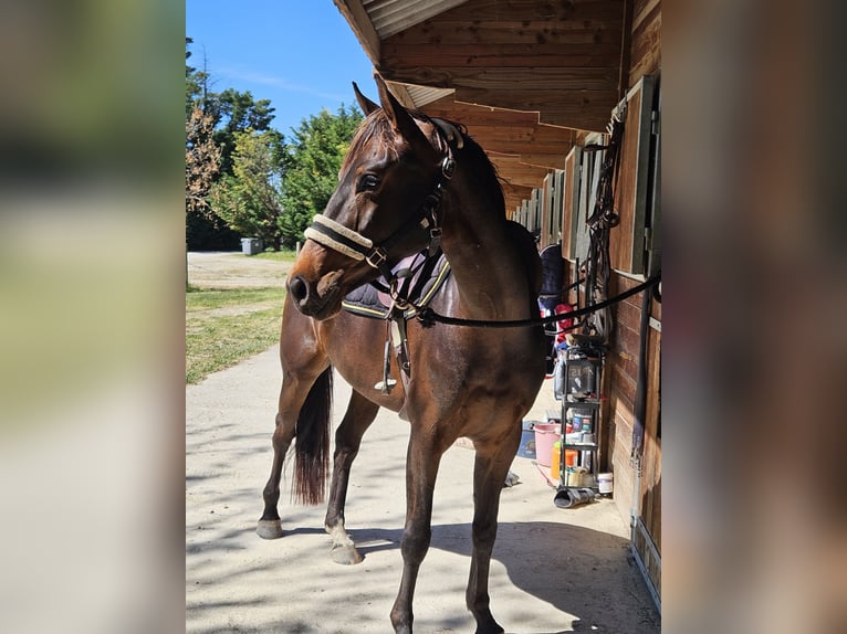Selle Français Merrie 4 Jaar 157 cm Bruin in Charleval
