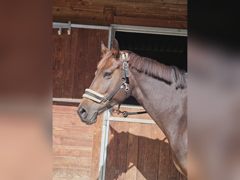 Selle Français Merrie 4 Jaar 157 cm Donkerbruin in Charleval