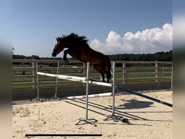 Selle Français Merrie 4 Jaar 162 cm Bruin in Saint-Cyr-les-Vignes