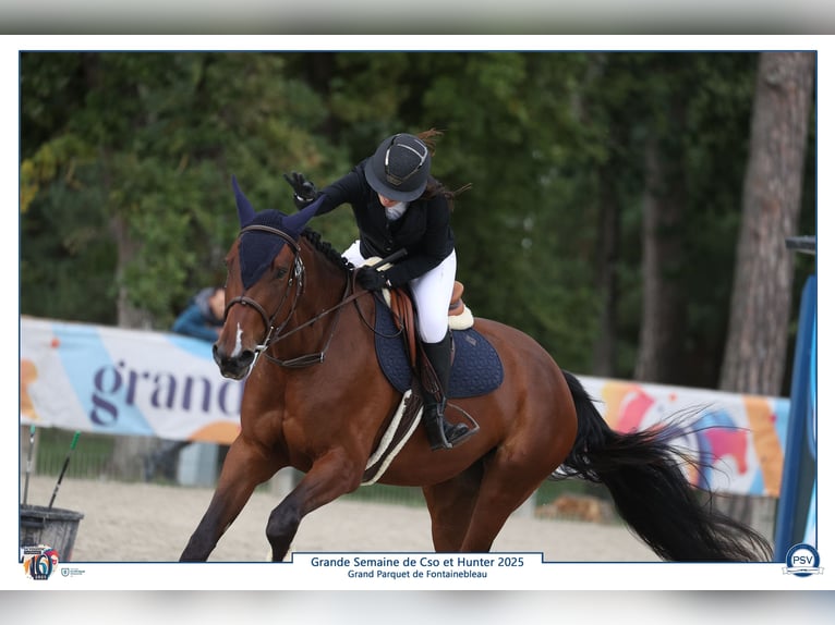 Selle Français Merrie 4 Jaar 162 cm Bruin in Saint-Cyr-les-Vignes