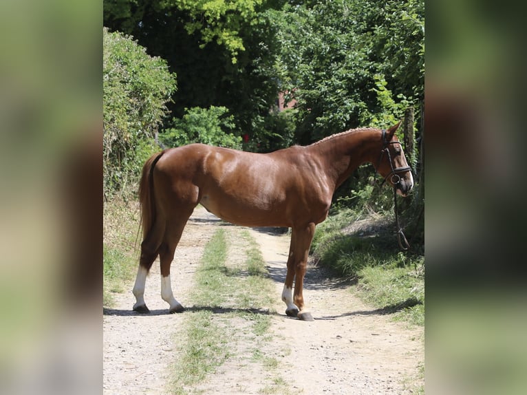Selle Français Merrie 4 Jaar 162 cm Vos in Hatten