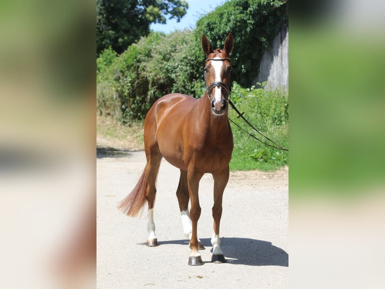 Selle Français Merrie 4 Jaar 162 cm Vos in Hatten