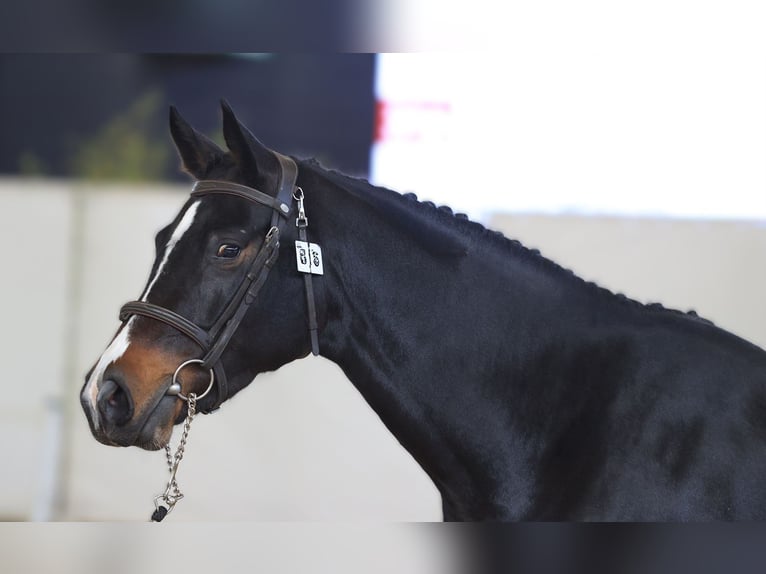 Selle Français Merrie 4 Jaar 163 cm Zwartbruin in SANDAUCOURT