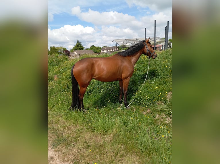 Selle Français Merrie 4 Jaar 164 cm Bruin in FLERS
