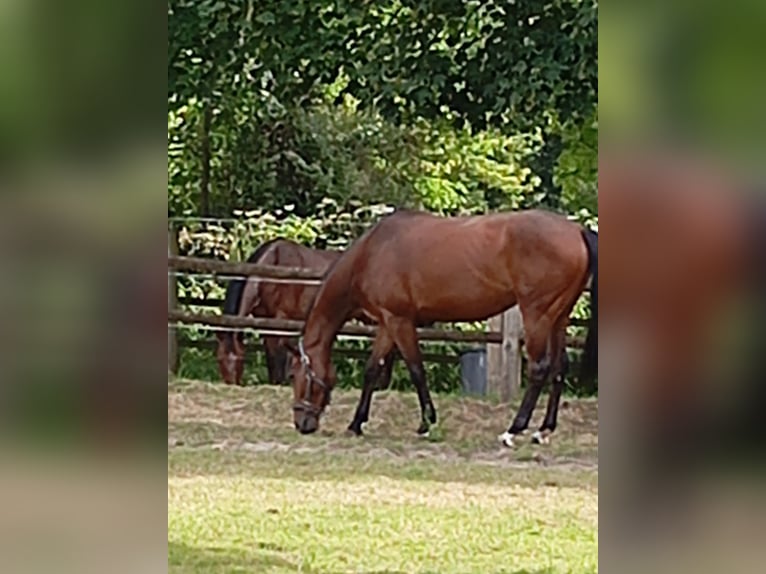 Selle Français Merrie 4 Jaar 164 cm Bruin in FLERS