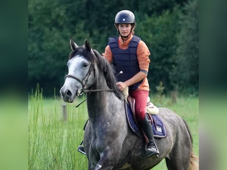 Selle Français Merrie 4 Jaar 165 cm Schimmel in Moisdon-la-Riviere