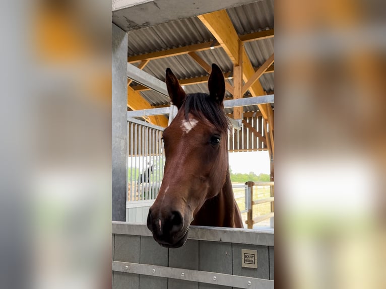 Selle Français Merrie 5 Jaar 158 cm Bruin in Saint-&#xC9;loi-de-Fourques