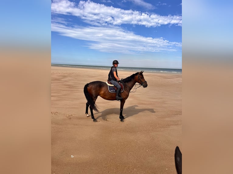 Selle Français Merrie 5 Jaar 160 cm Bruin in Wallers