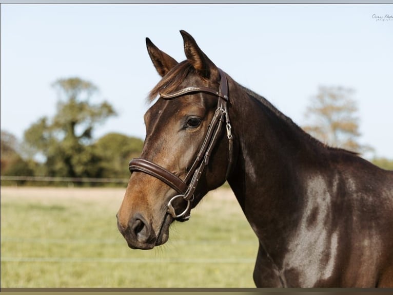 Selle Français Merrie 5 Jaar 160 cm Zwartbruin in Urville-Nacqueville