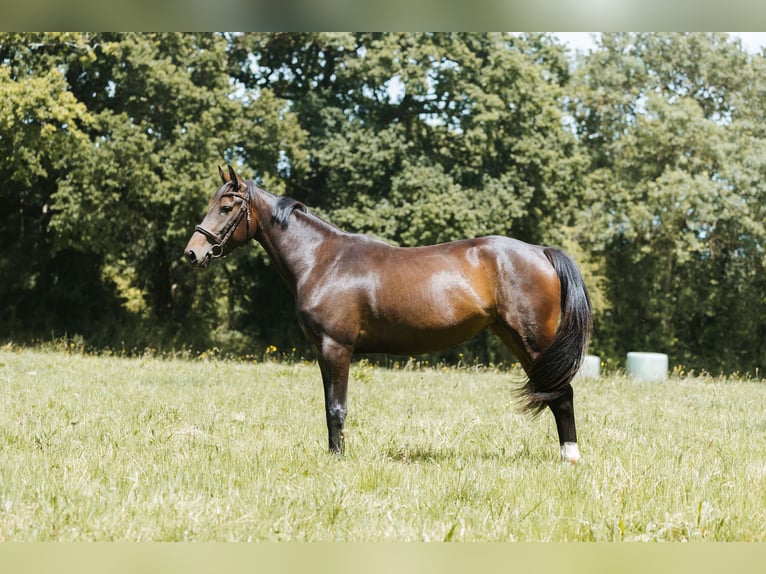 Selle Français Merrie 5 Jaar 160 cm Zwartbruin in Urville-Nacqueville