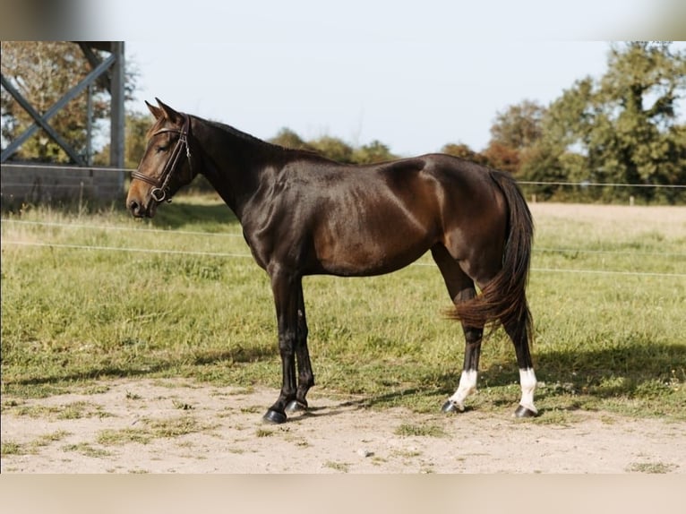 Selle Français Merrie 5 Jaar 160 cm Zwartbruin in Urville-Nacqueville