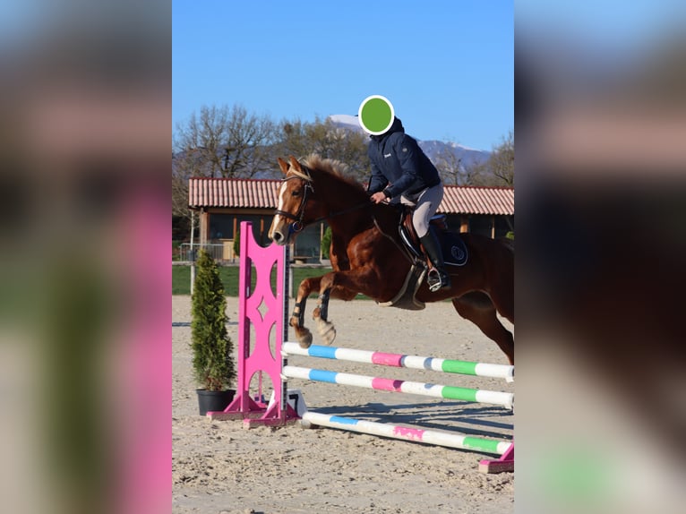 Selle Français Merrie 5 Jaar 162 cm Roodvos in Riboulam