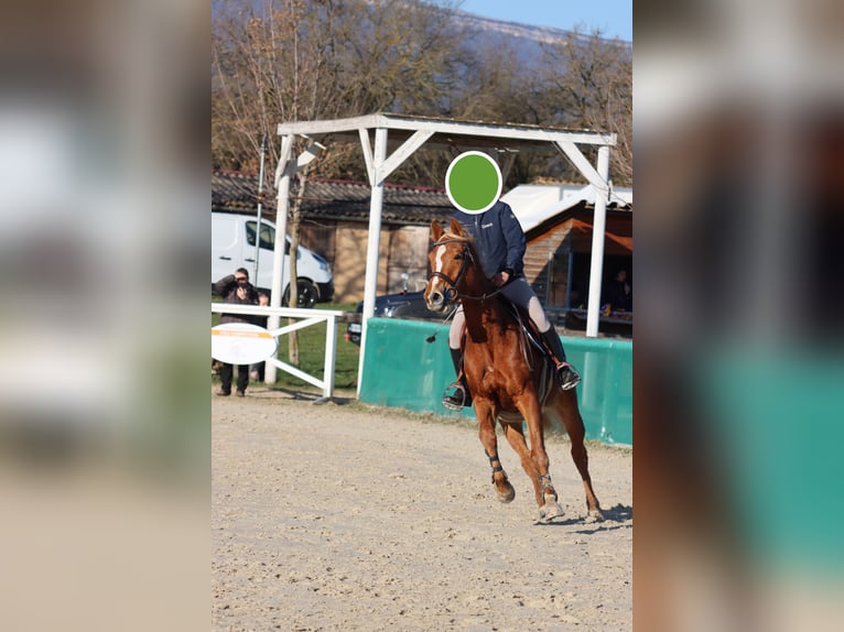 Selle Français Merrie 5 Jaar 162 cm Roodvos in Riboulam
