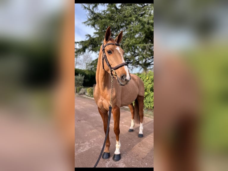 Selle Français Merrie 5 Jaar 162 cm Vos in orbec