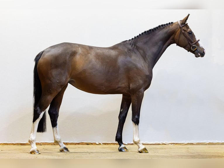 Selle Français Merrie 5 Jaar 164 cm Bruin in Waddinxveen