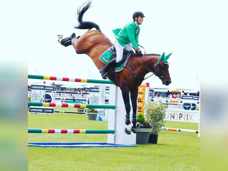 Selle Français Merrie 5 Jaar 164 cm Roodbruin in Hamiltonmesques