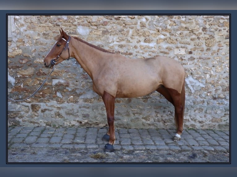 Selle Français Merrie 5 Jaar 165 cm Vos in Carentan-les-Marais