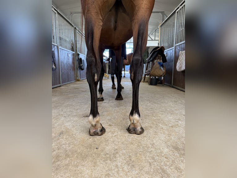 Selle Français Merrie 5 Jaar 166 cm Bruin in GROTE-BROGEL