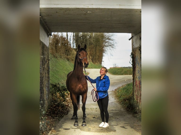 Selle Français Merrie 5 Jaar 167 cm Bruin in Soleymieu