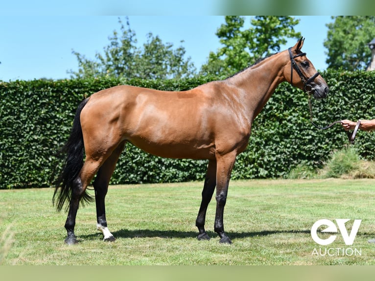 Selle Français Merrie 5 Jaar 167 cm Bruin in Saint-Pierre-de-Coutances