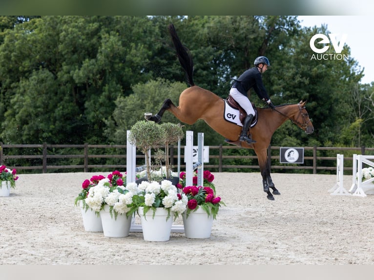 Selle Français Merrie 5 Jaar 167 cm Bruin in Saint-Pierre-de-Coutances