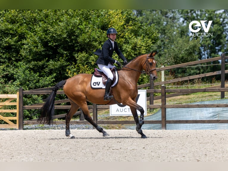 Selle Français Merrie 5 Jaar 167 cm Bruin in Saint-Pierre-de-Coutances