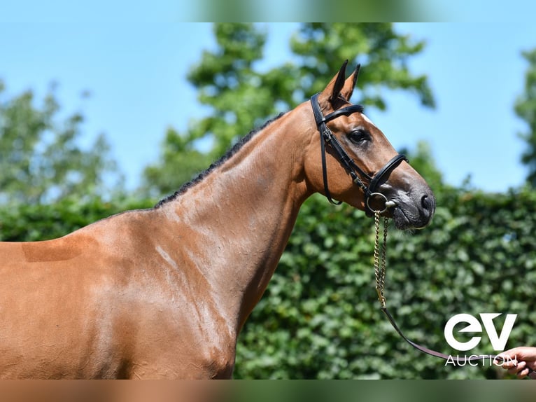Selle Français Merrie 5 Jaar 167 cm Bruin in Saint-Pierre-de-Coutances