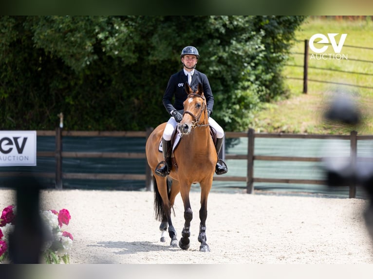 Selle Français Merrie 5 Jaar 167 cm Bruin in Saint-Pierre-de-Coutances