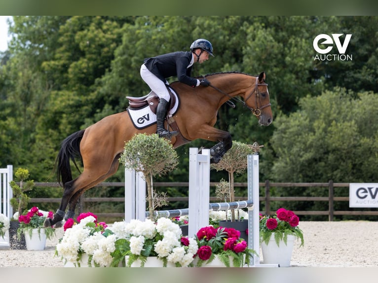 Selle Français Merrie 5 Jaar 167 cm Bruin in Saint-Pierre-de-Coutances