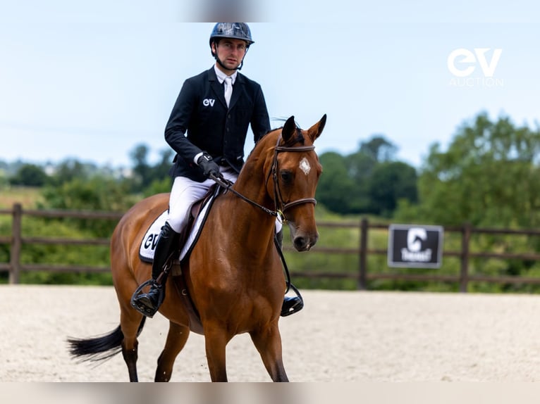 Selle Français Merrie 5 Jaar 167 cm Bruin in Saint-Pierre-de-Coutances