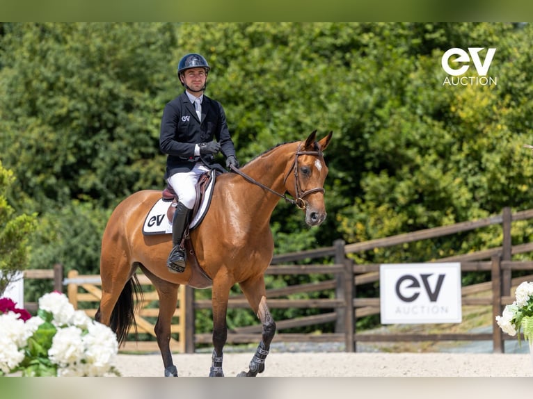 Selle Français Merrie 5 Jaar 167 cm Bruin in Saint-Pierre-de-Coutances