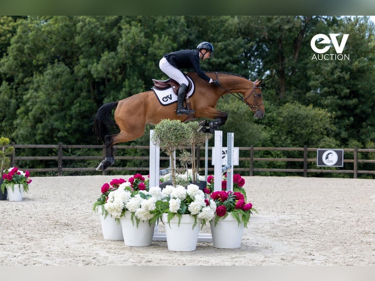 Selle Français Merrie 5 Jaar 167 cm Bruin in Saint-Pierre-de-Coutances