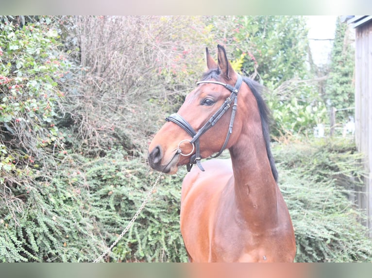 Selle Français Merrie 5 Jaar 168 cm Bruin in Steinbrunn le bas