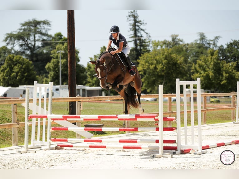 Selle Français Merrie 5 Jaar 168 cm Donkerbruin in RODELLE