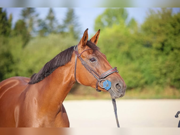 Selle Français Merrie 5 Jaar 170 cm Bruin in Kaulille