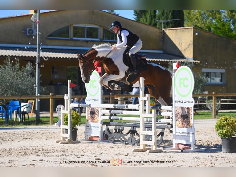 Selle Français Merrie 5 Jaar 175 cm  in Vallabrix