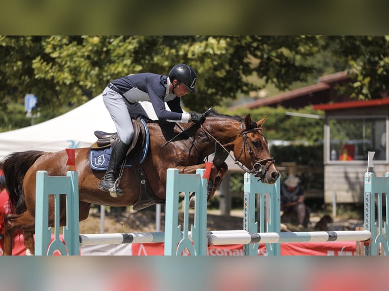 Selle Français Merrie 6 Jaar 156 cm Donkere-vos in Saint-Aubin-sur-Gaillon