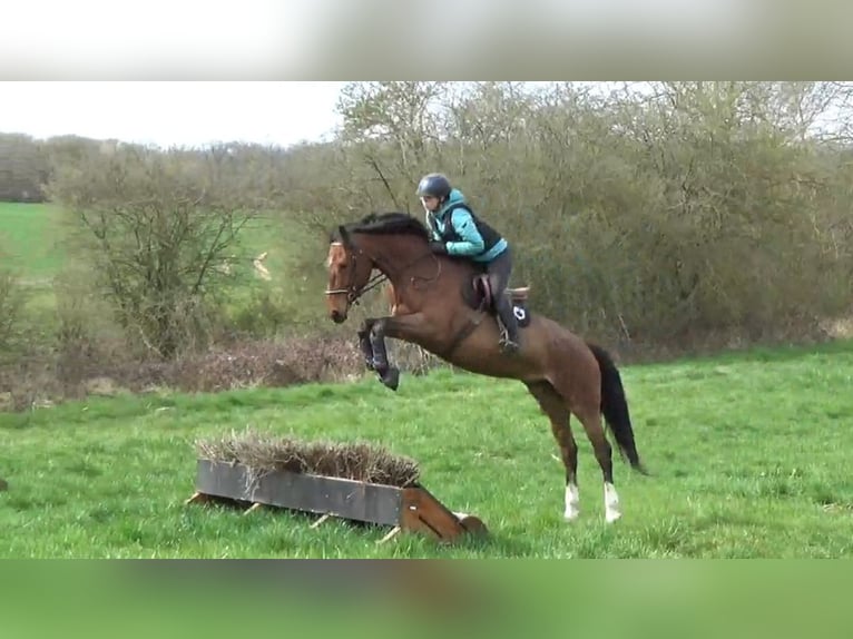 Selle Français Merrie 6 Jaar 164 cm Bruin in Rambervillers