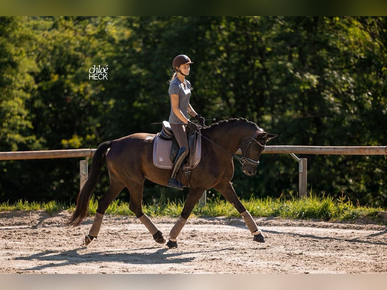 Selle Français Merrie 6 Jaar 164 cm Donkerbruin in Savoie
