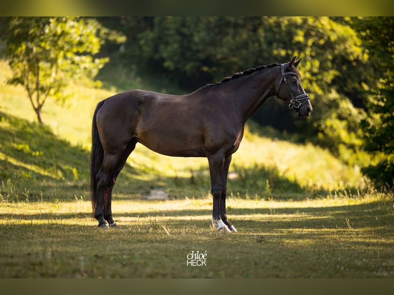 Selle Français Merrie 6 Jaar 164 cm Donkerbruin in Savoie